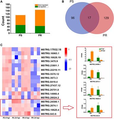 Genome-Wide Identification of Powdery Mildew Responsive Long Non-Coding RNAs in Cucurbita pepo